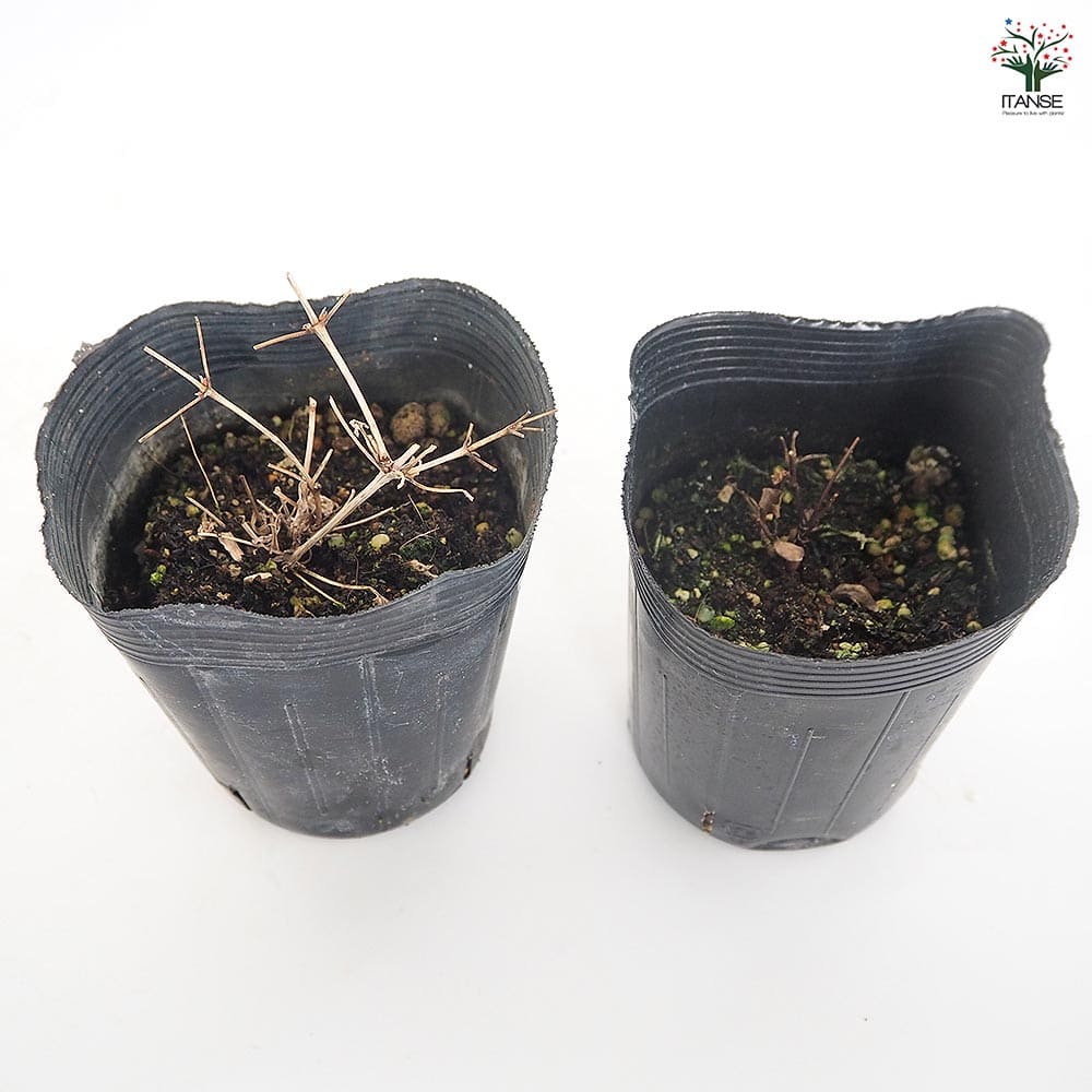 クレマチス デニーズダブル 【花苗 3.5号】｜ 【植物のITANSE