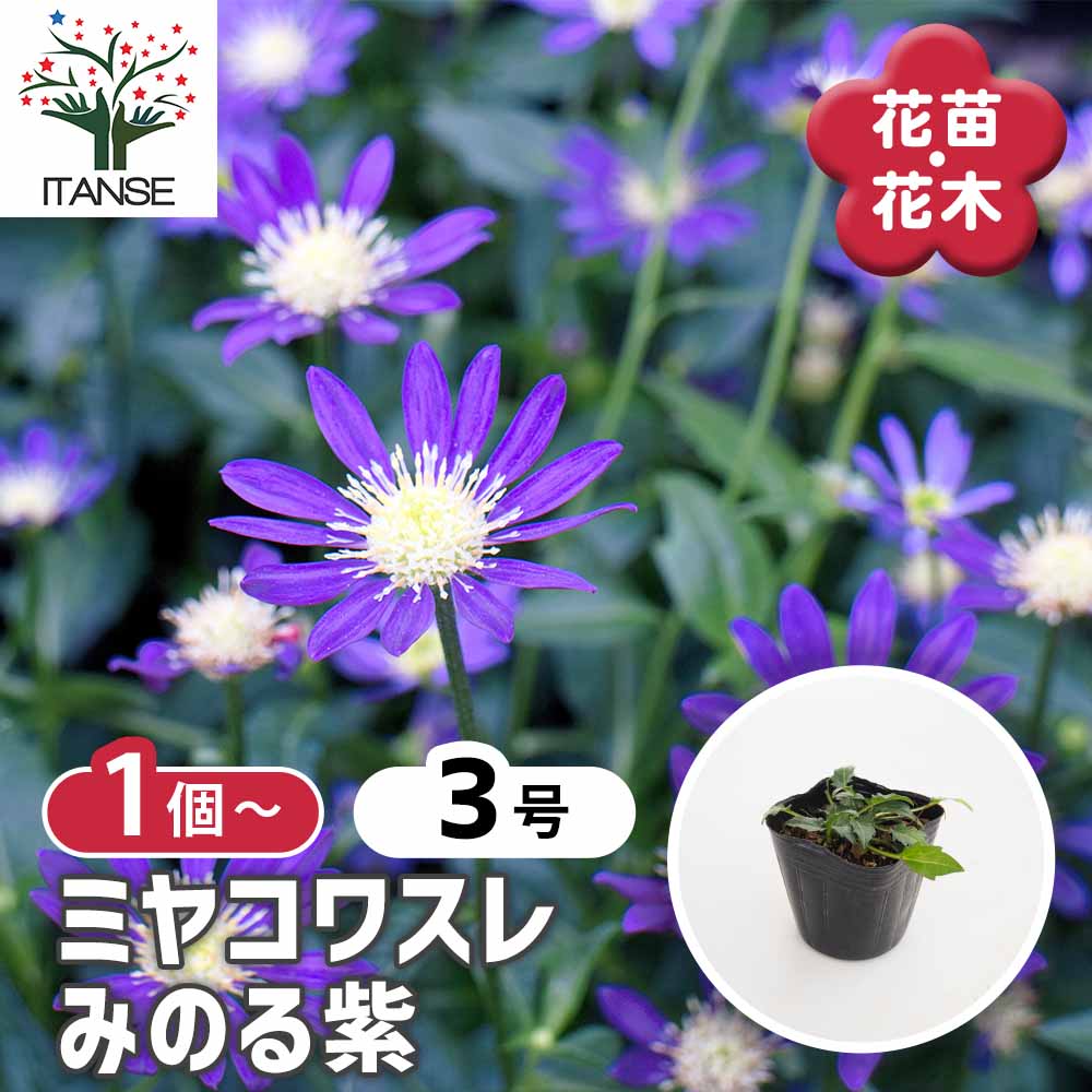 都忘れ(ミヤコワスレ) みのる紫 【花苗 3号】｜ 【植物のITANSE