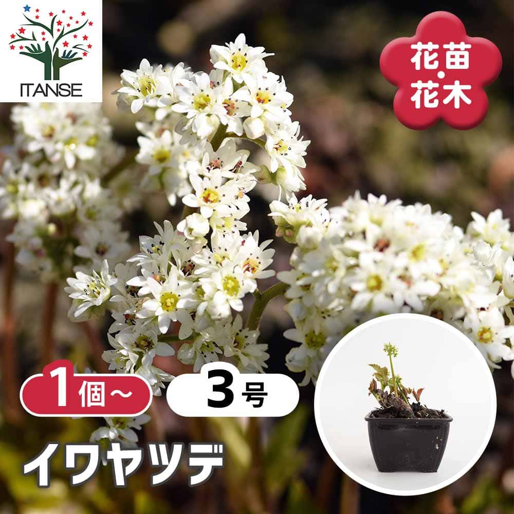 イワヤツデ 【花苗 3号】｜ 【植物のITANSE】全品送料無料・即出荷!