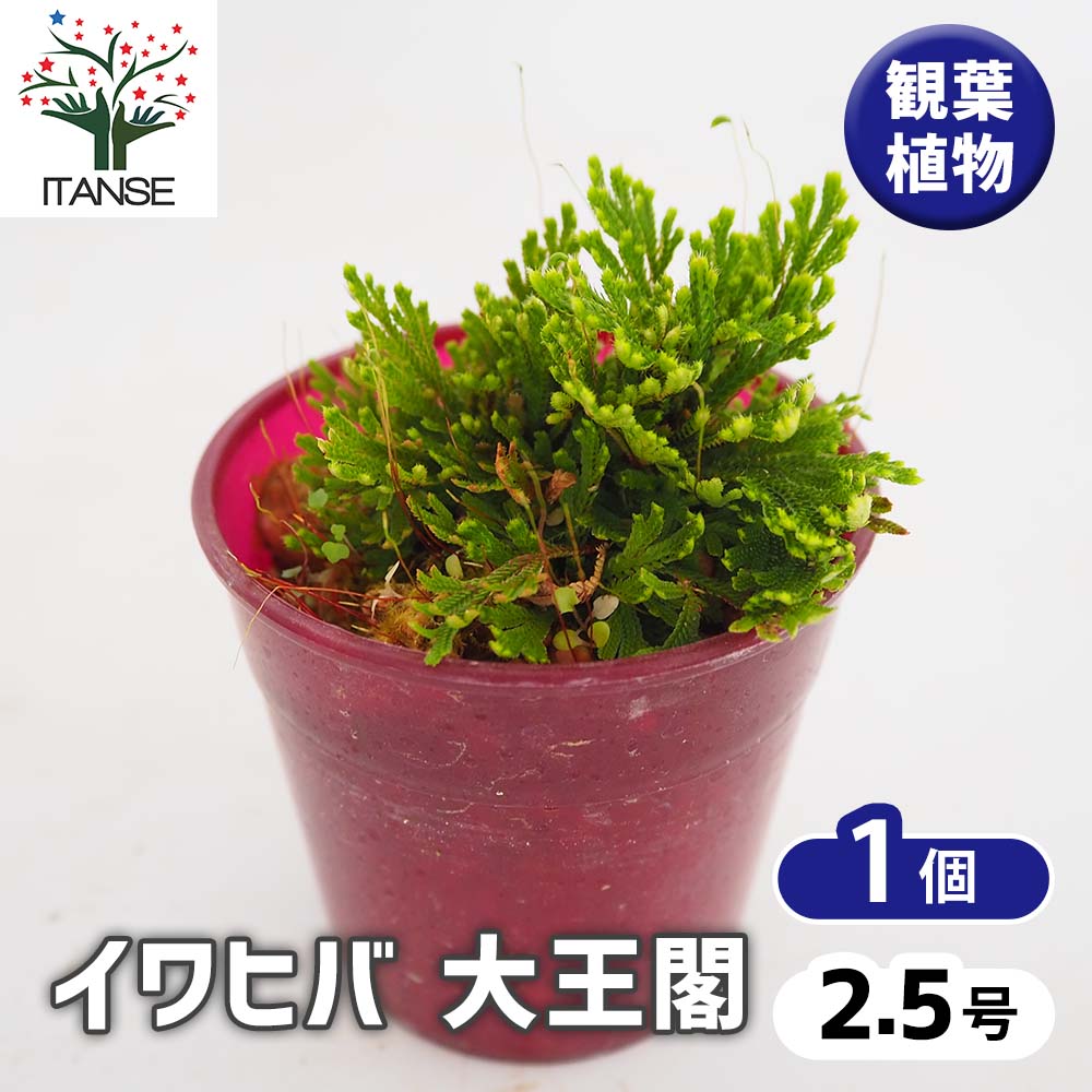 イワヒバ 大王閣 【観葉植物 2.5号／1個売り】｜ 【植物のITANSE