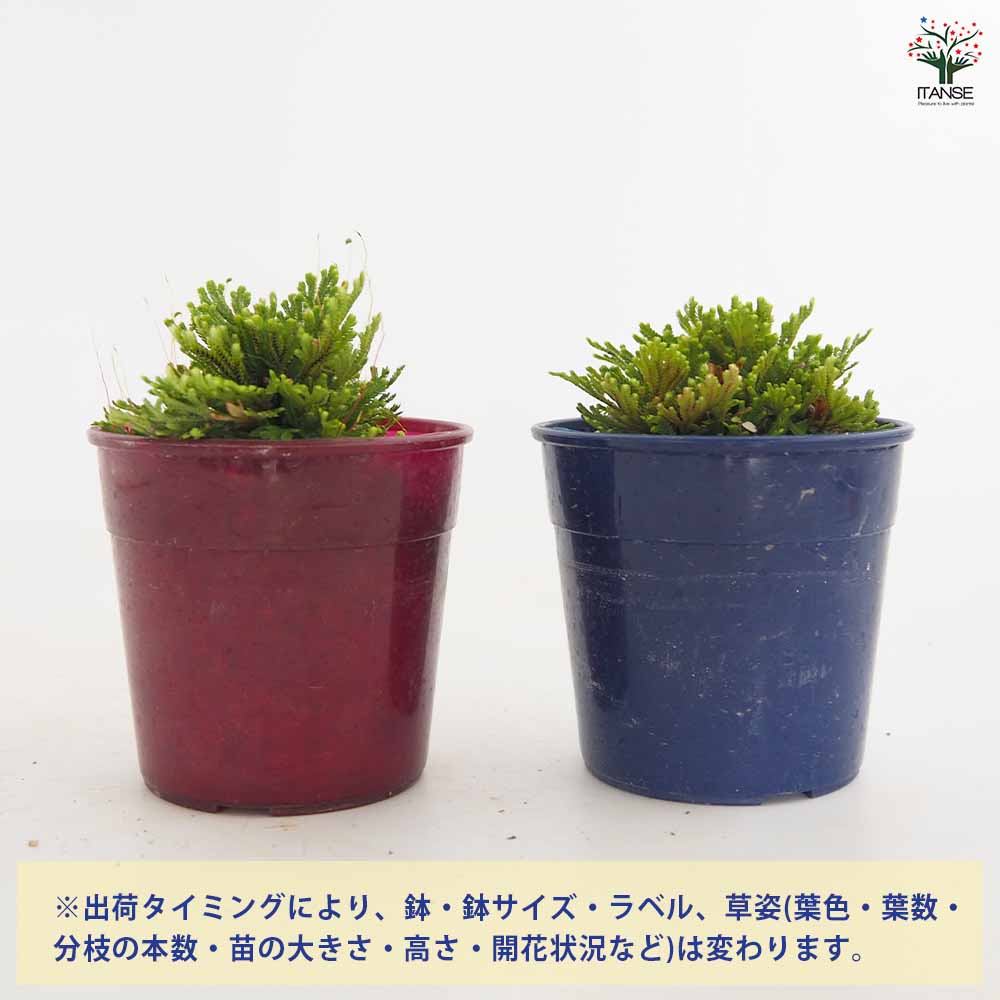 イワヒバ 大王閣 【観葉植物 2.5号／1個売り】｜ 【植物のITANSE