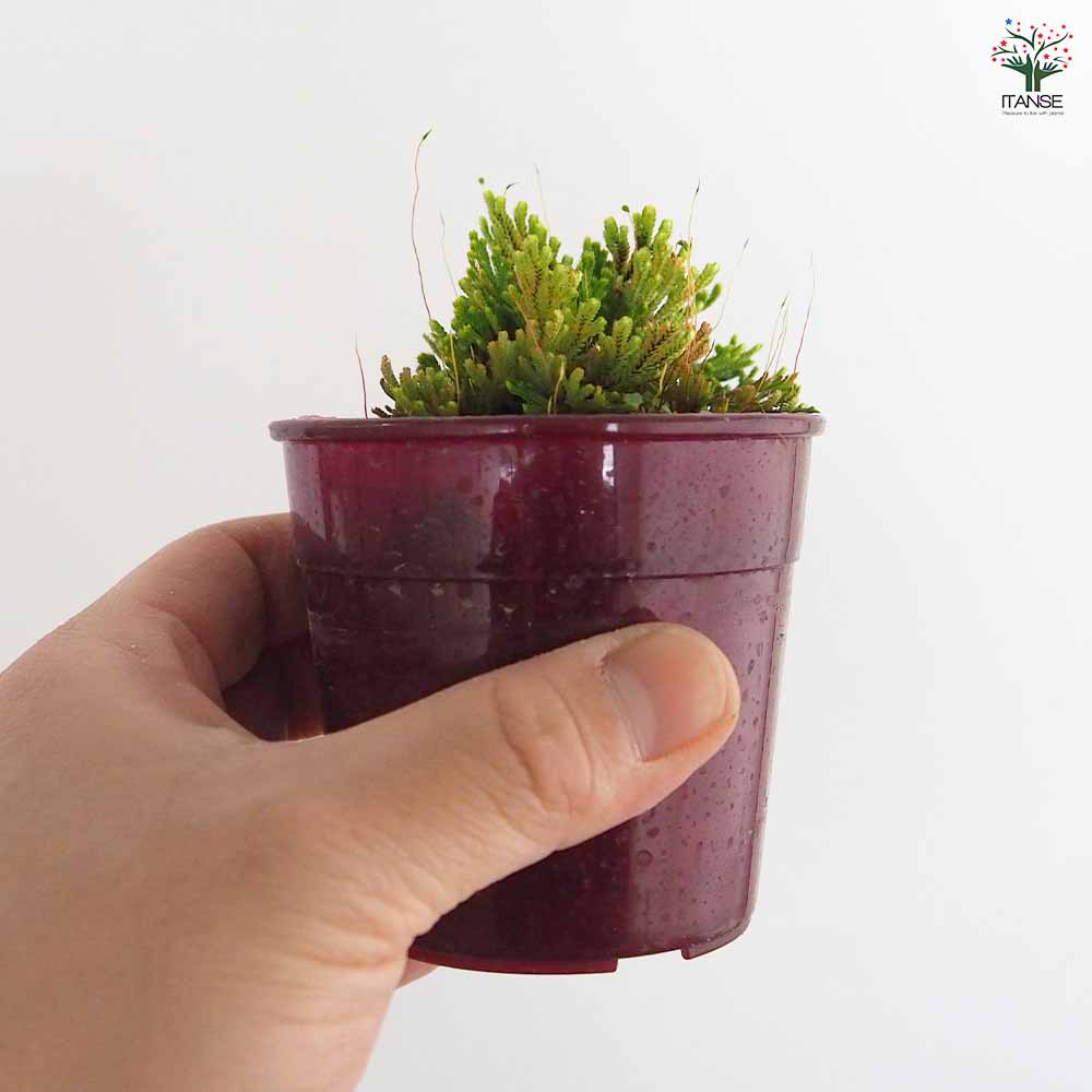 イワヒバ 大王閣 【観葉植物 2.5号／1個売り】｜ 【植物のITANSE