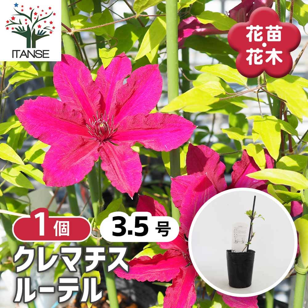 クレマチス ルーテル 【花苗 3.5号／1個売り】｜ 【植物のITANSE