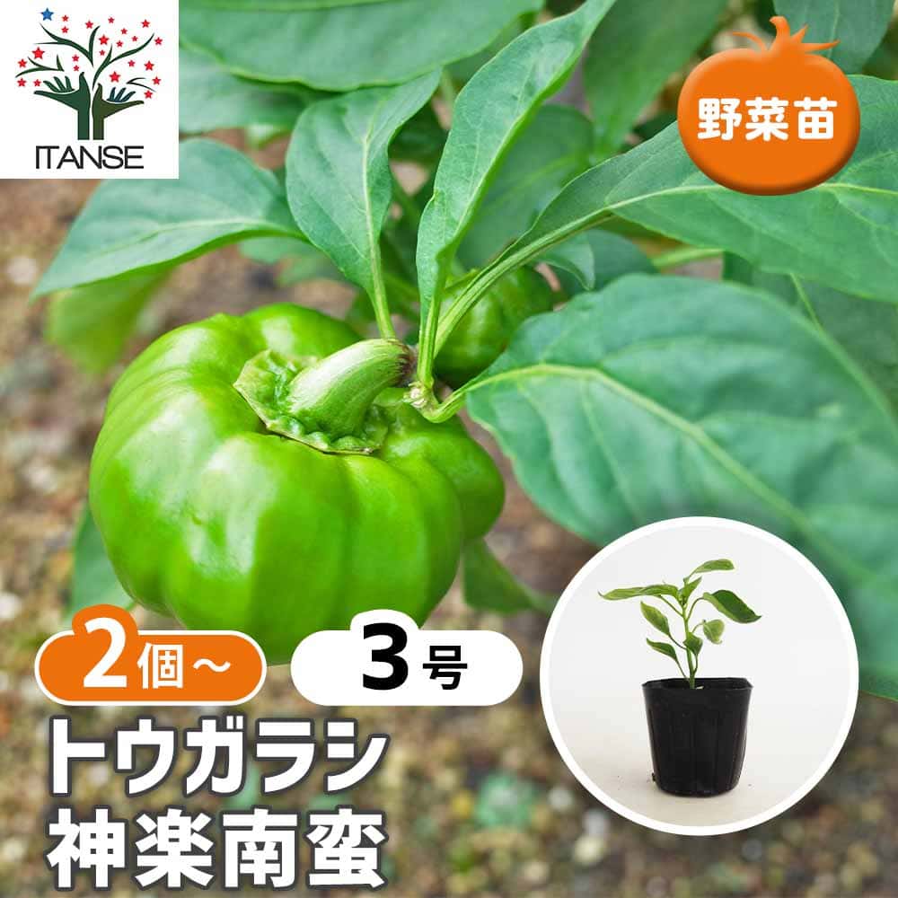 とうがらしの苗 神楽南蛮(かぐらなんばん)2個～ 【野菜の苗 3号