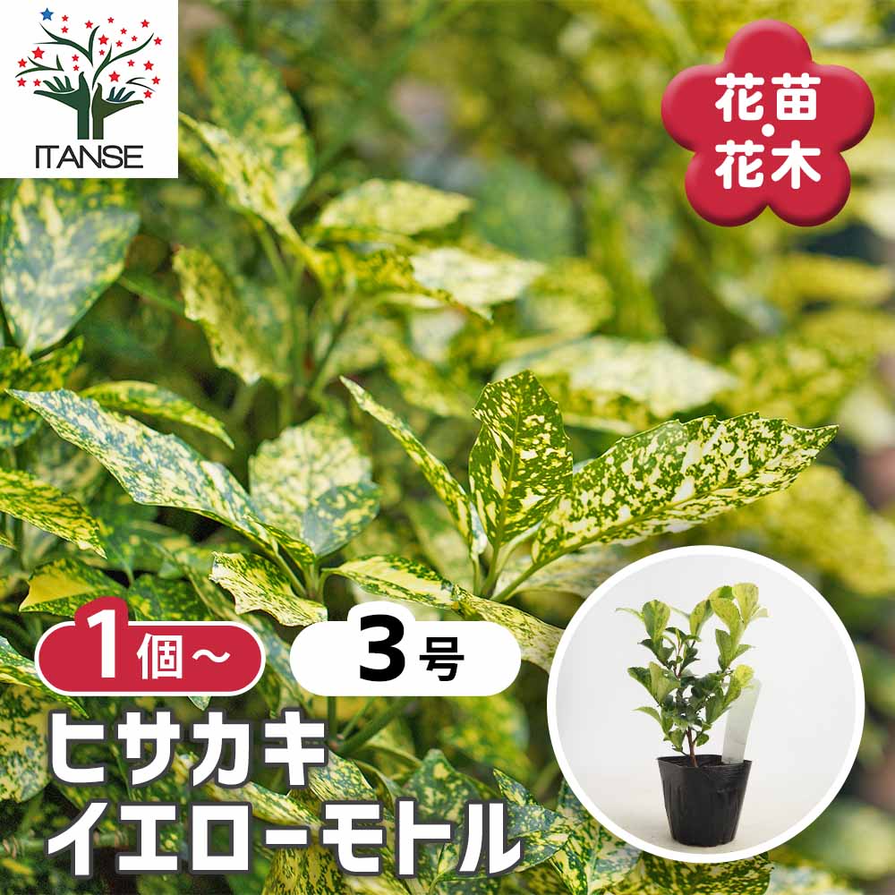ヒサカキ イエローモトル 【花木苗 3号】｜ 【植物のITANSE