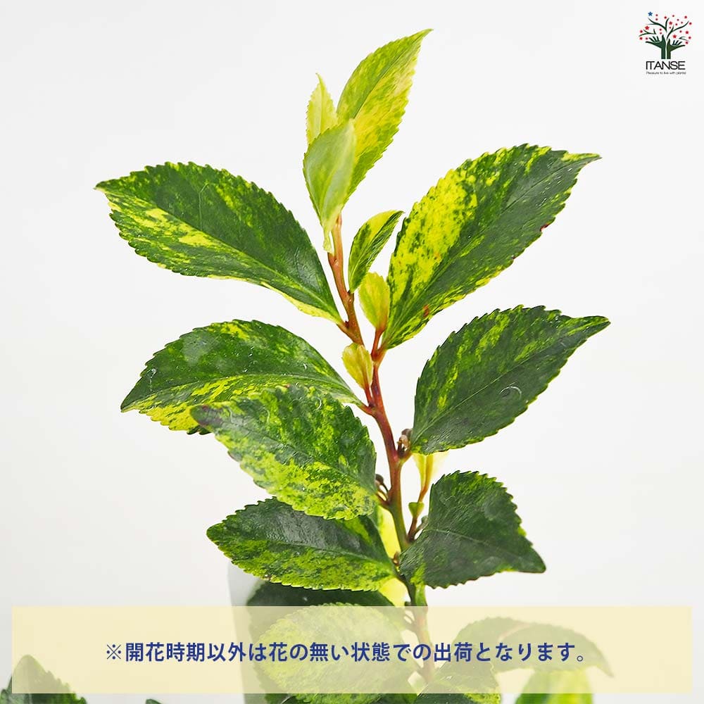 ヒサカキ イエローモトル 【花木苗 3号】｜ 【植物のITANSE
