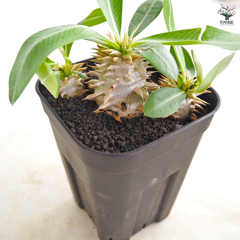 植物パキポディウム 多肉植物 恵比寿大黒 パキポディウム 恵比寿大黒