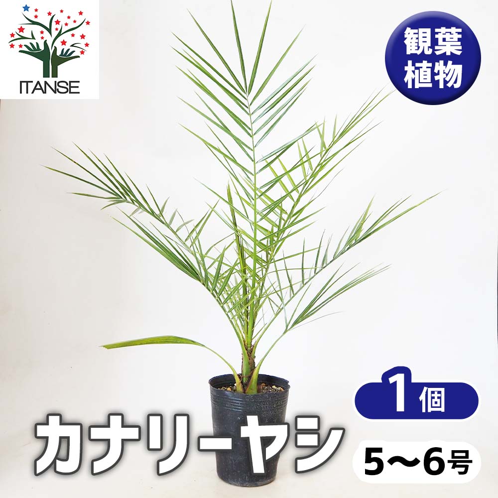 カナリーヤシ 【 観葉植物 5～6号 ／1個売り 】｜ 【植物の