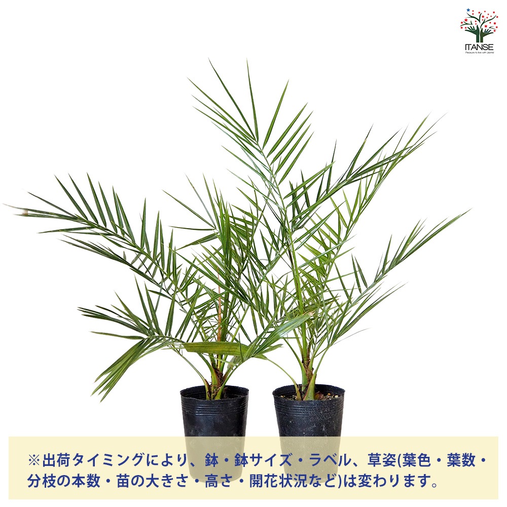カナリーヤシ 【 観葉植物 5～6号 ／1個売り 】｜ 【植物の