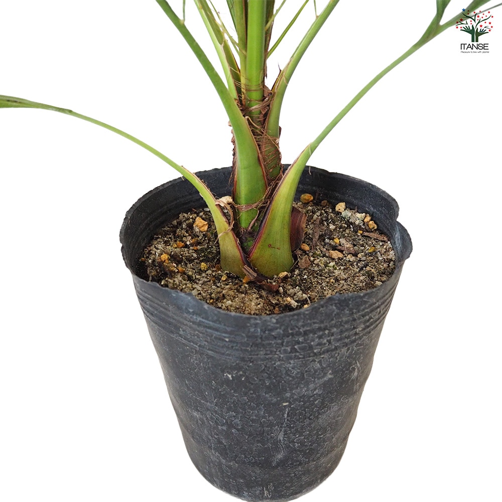 カナリーヤシ 【 観葉植物 5～6号 ／1個売り 】｜ 【植物の