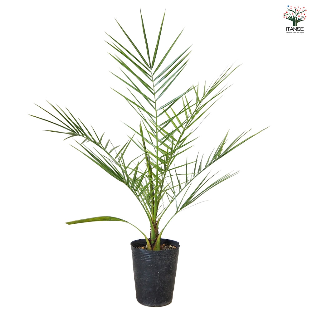 カナリーヤシ 【 観葉植物 5～6号 ／1個売り 】｜ 【植物の