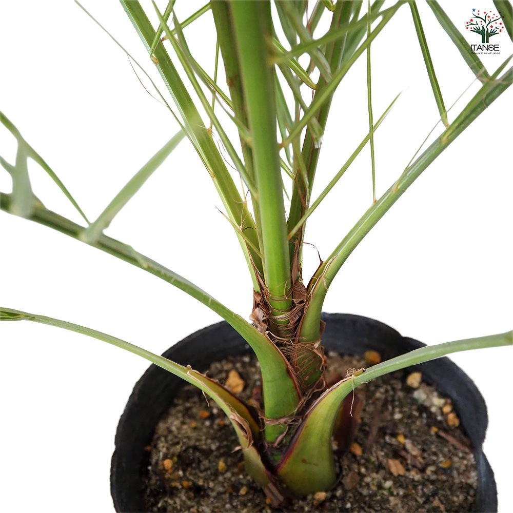 カナリーヤシ 【 観葉植物 5～6号 ／1個売り 】｜ 【植物の
