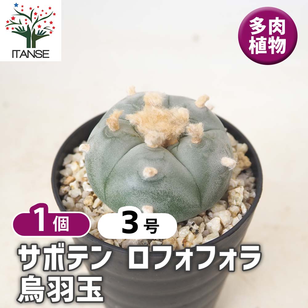 サボテン ロフォフォラ 烏羽玉 【 多肉植物 3号 ／1個売り 】｜ 【植物