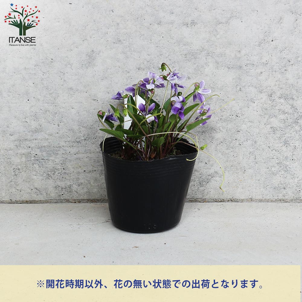 宿根日本スミレ 二色厚葉(ニショクアツバ)【花苗 3.5号ポット