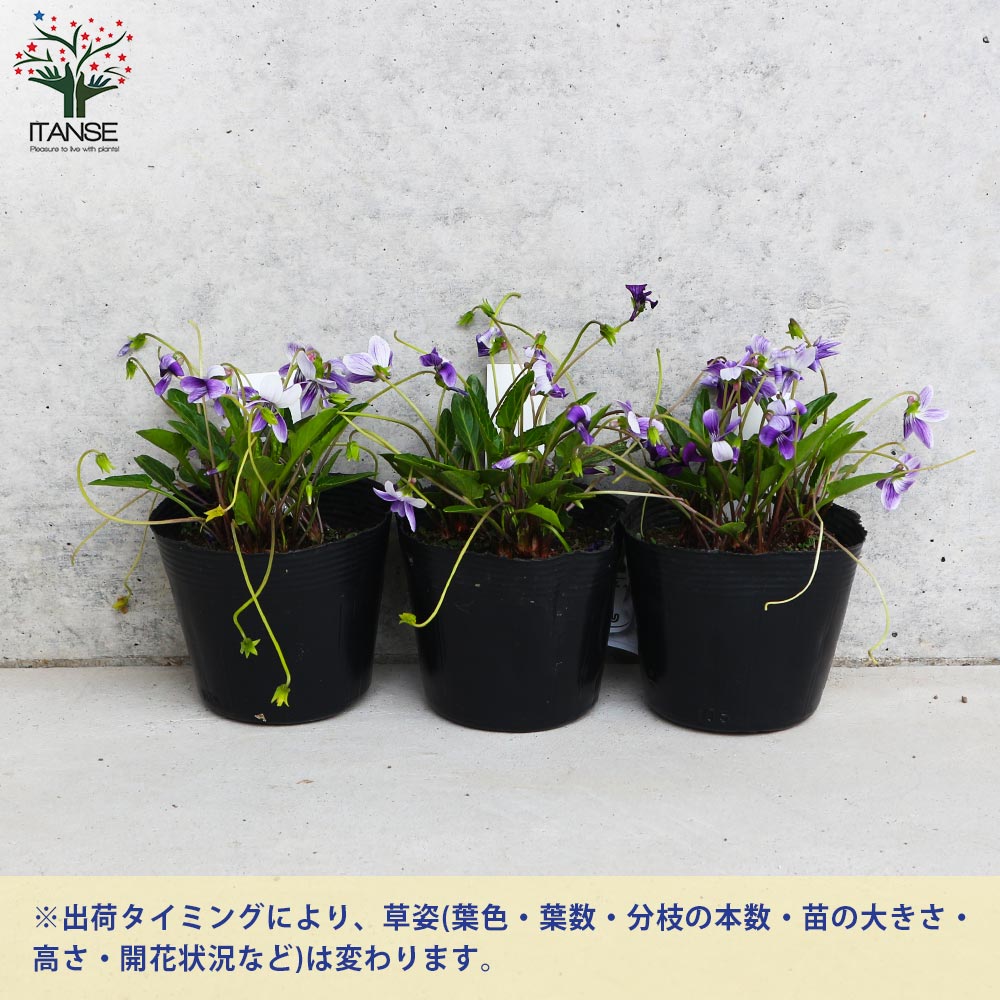 sumire様　確認用　8号鉢 sumire様 確認用 8号鉢 楽天市場】植木鉢 すみれの通販