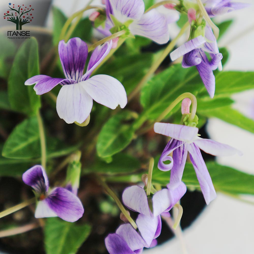 宿根日本スミレ 二色厚葉(ニショクアツバ)【花苗 3.5号ポット