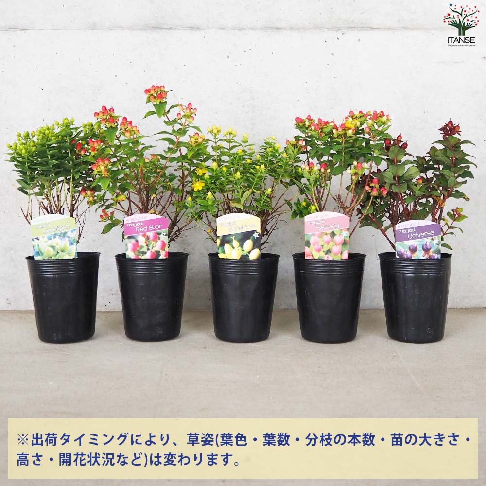 □☘️ヒペリカム苗☘️　❤抜き苗❤　選べるおまけつき　無農薬 □☘️ヒペリカム苗☘️ ❤抜き苗❤ 選べるおまけつき 無農薬
