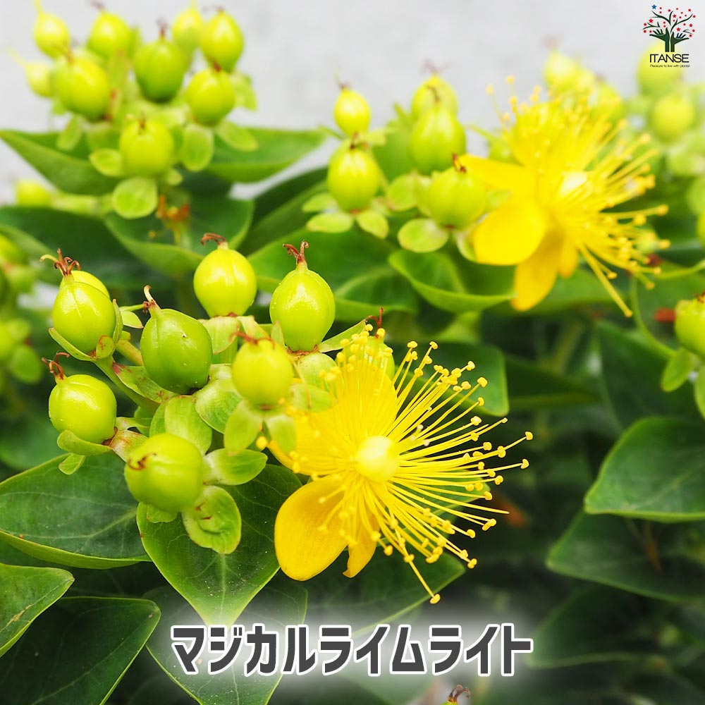 ヒペリカム マジカルシリーズ 5品種各1個【花苗 3.5号ポット／お買い得