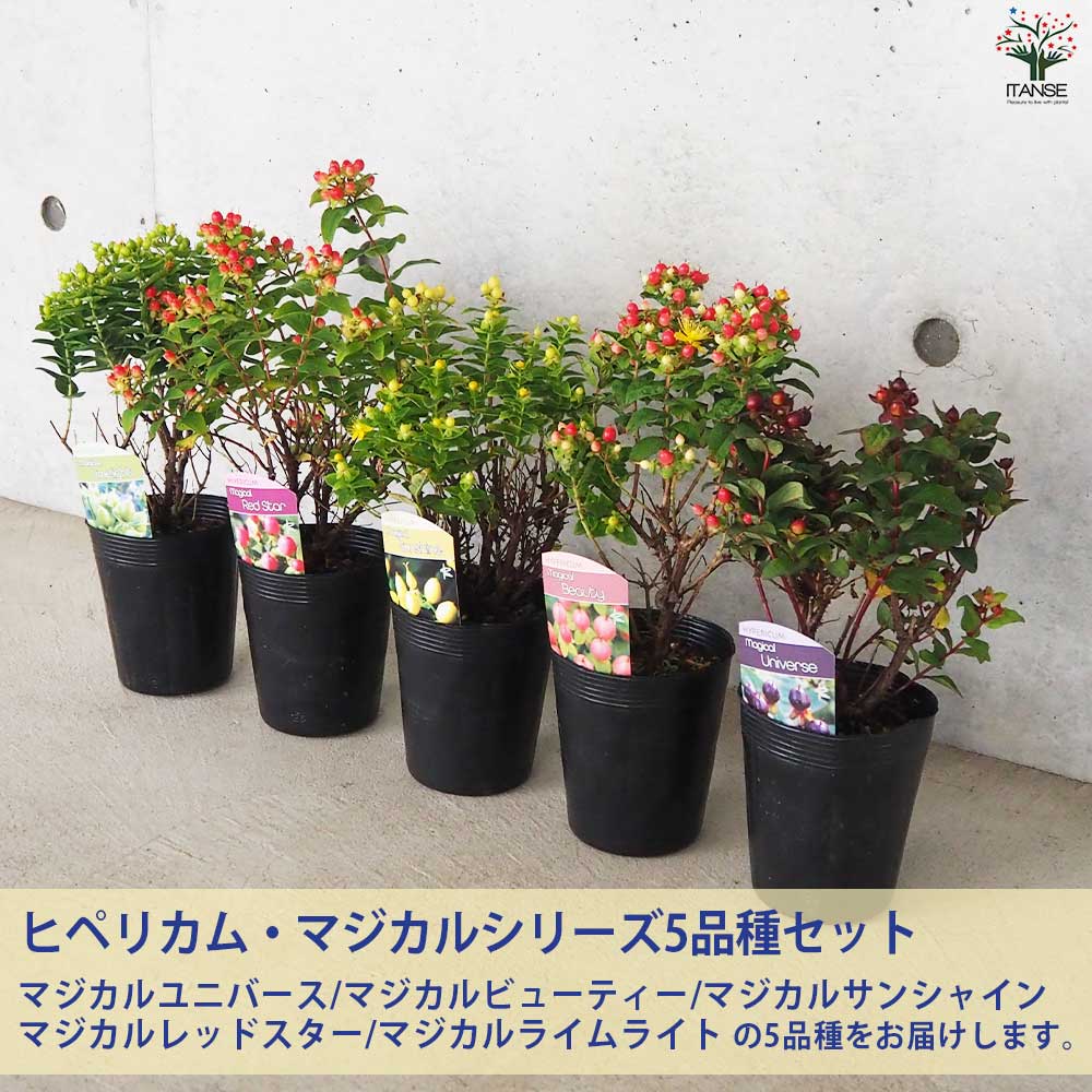 ヒペリカム マジカルシリーズ 5品種各1個【花苗 3.5号ポット／お買い得