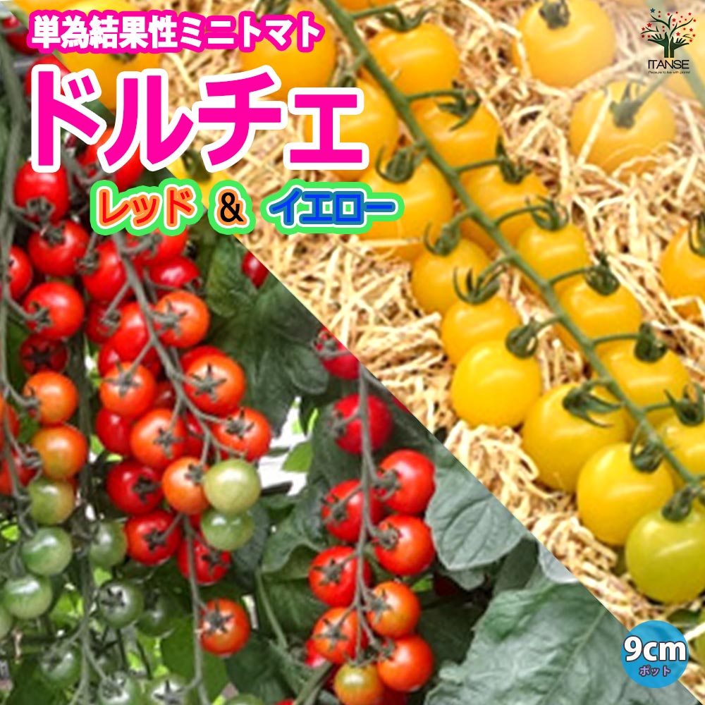 ドルチェレッド&イエロー 高糖度薄皮ミニトマト苗【9cmポット自根苗/赤実&黄色実セット】