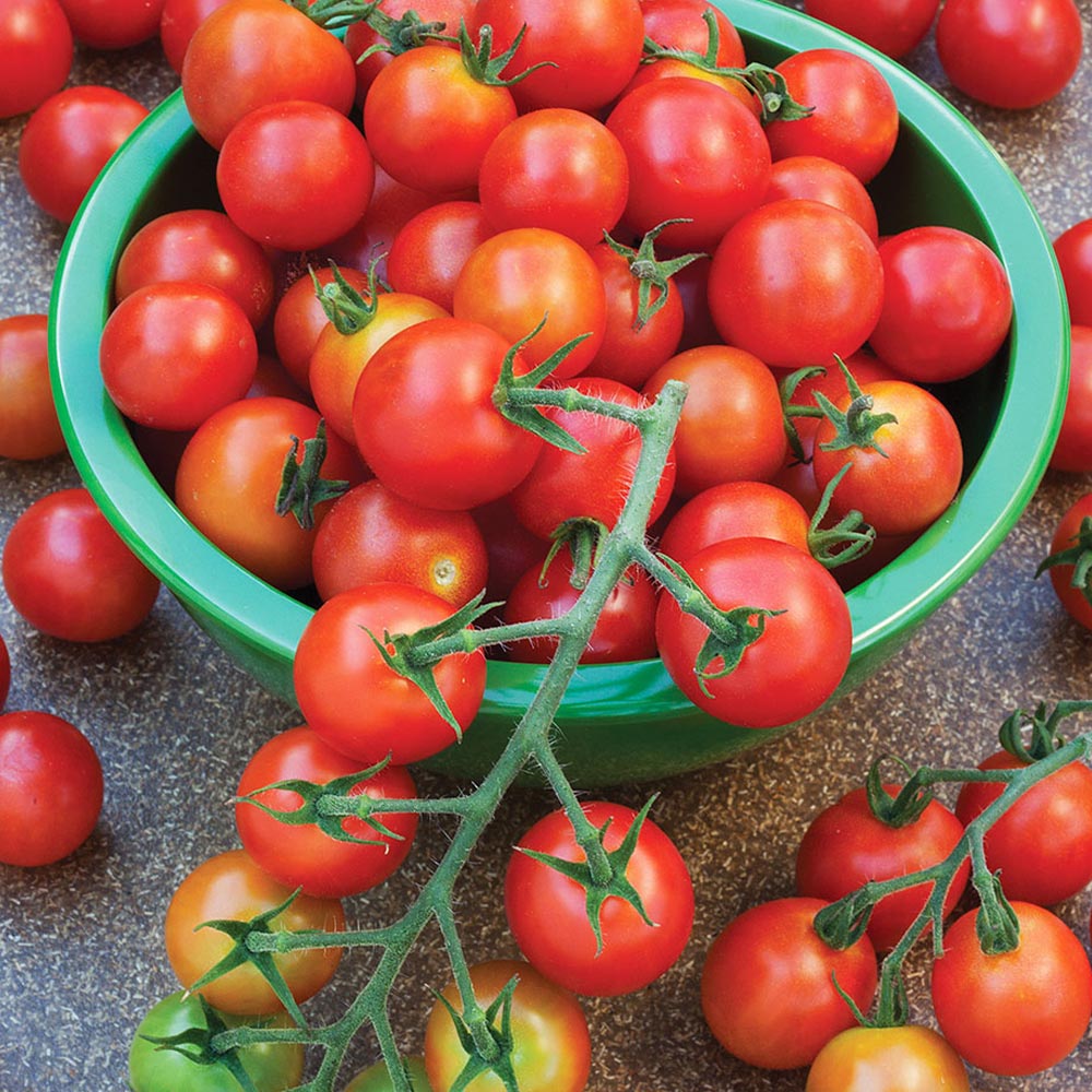 ドルチェレッド&イエロー 高糖度薄皮ミニトマト苗【9cmポット自根苗/赤実&黄色実セット】