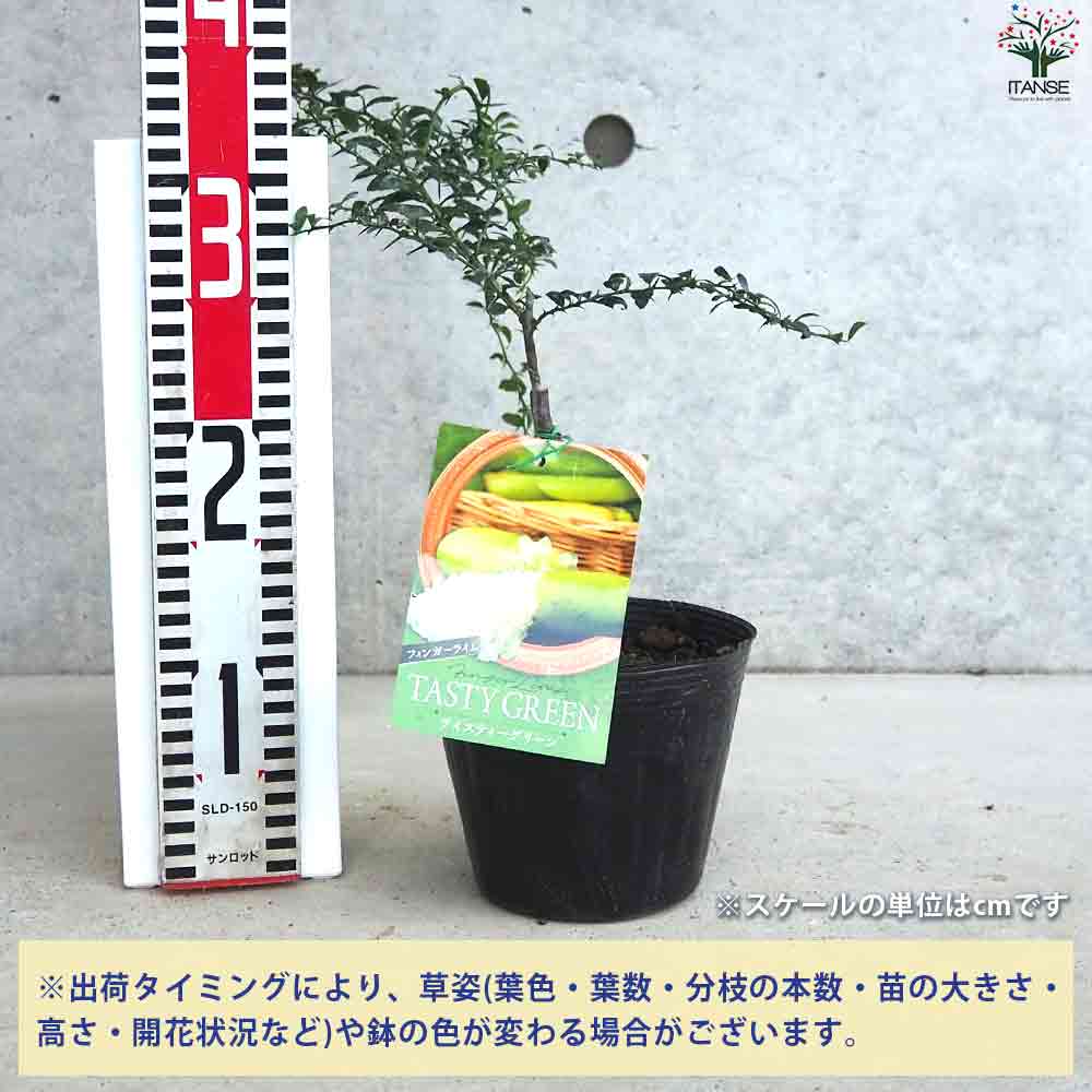 フィンガーライム テイスティーグリーン 【果樹の苗木 4.5号ポット／1個売り】