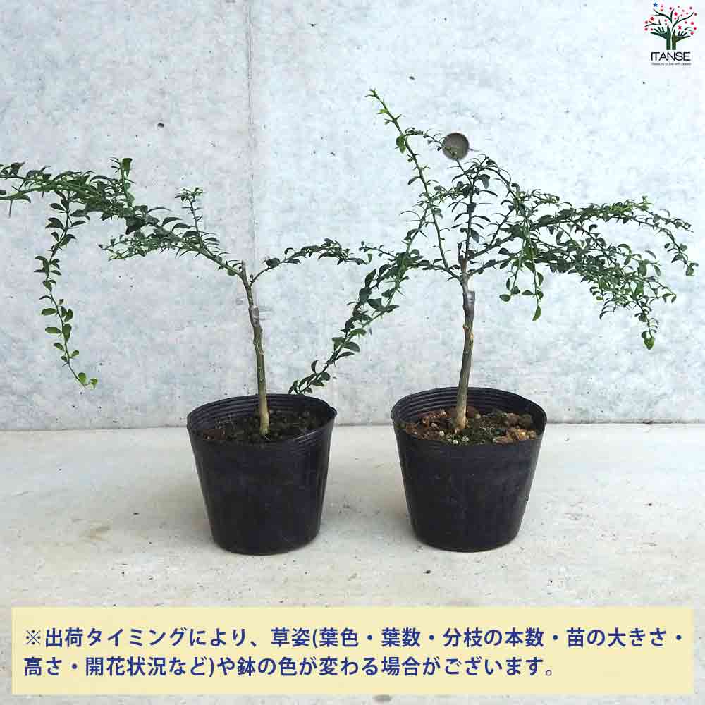 フィンガーライム テイスティーグリーン 【果樹の苗木 4.5号ポット／1