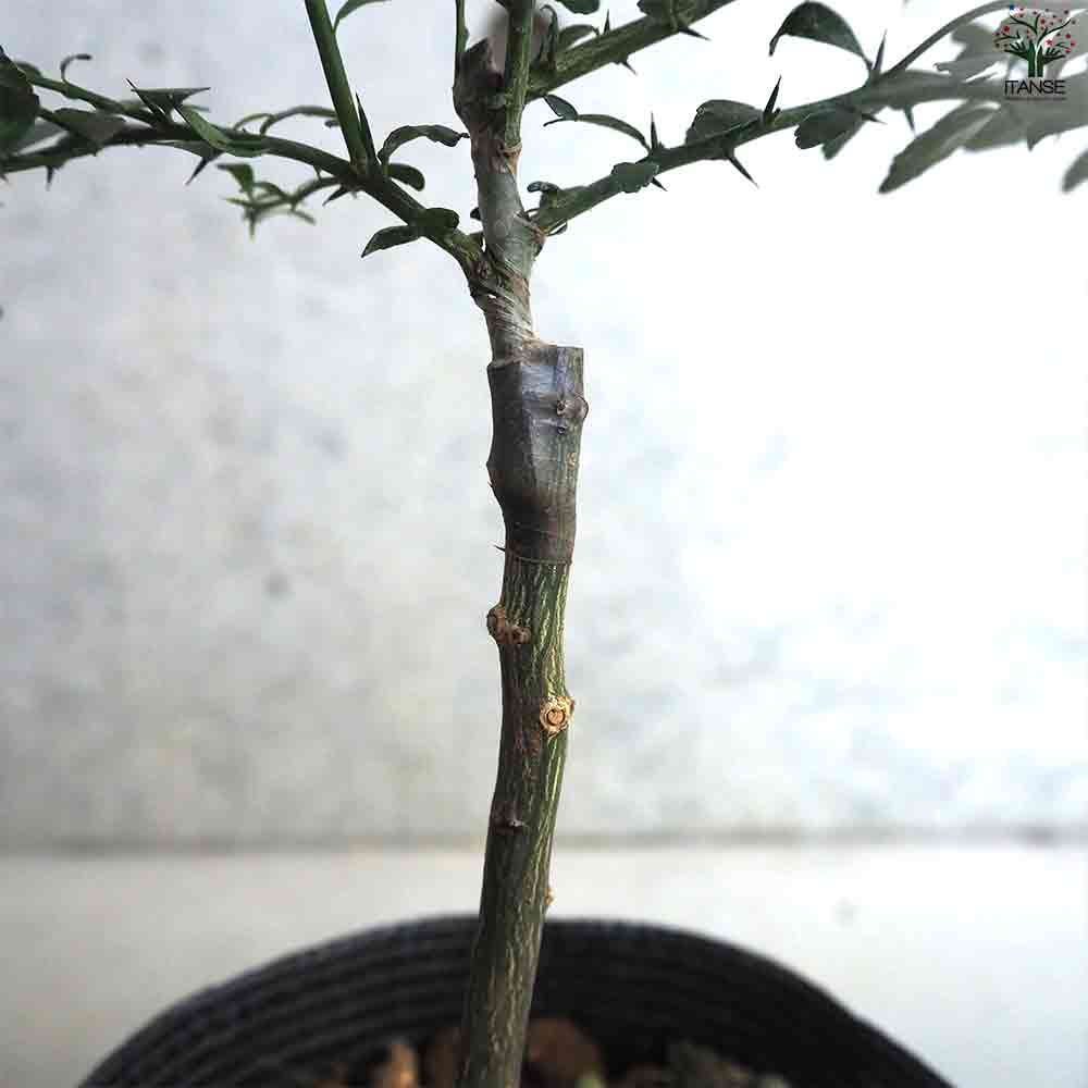 フィンガーライム テイスティーグリーン 【果樹の苗木 4.5号ポット／1個売り】