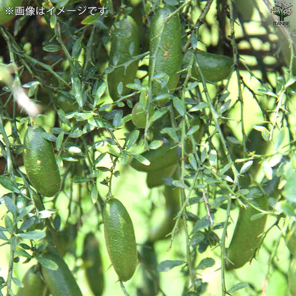 フィンガーライム テイスティーグリーン 【果樹の苗木 4.5号ポット／1個売り】