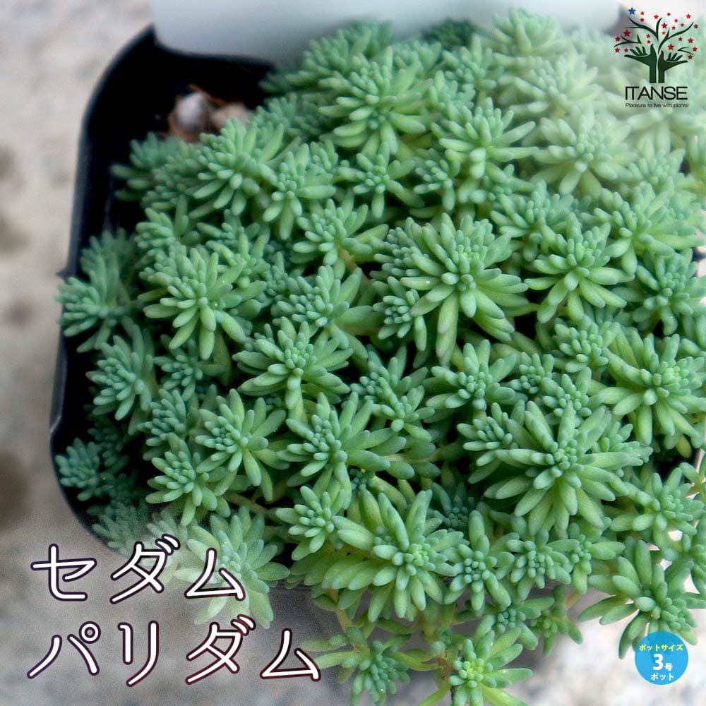 セダム・パリダム 2個～【多肉植物 3号ポット苗 グランドカバー】