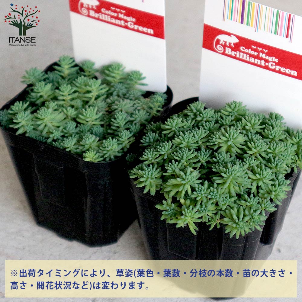 セダム・パリダム 2個～【多肉植物 3号ポット苗 グランドカバー】