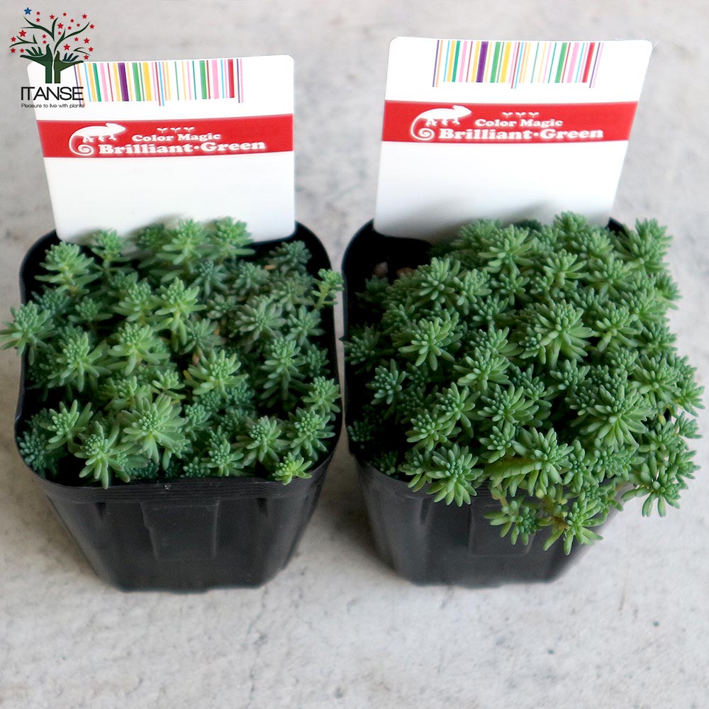 セダム・パリダム 2個～【多肉植物 3号ポット苗 グランドカバー 