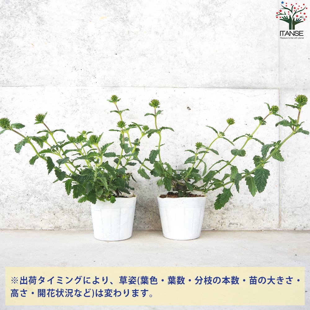 宿根バーベナ スターホワイト【花苗 3.5号ポット】｜ 【植物の