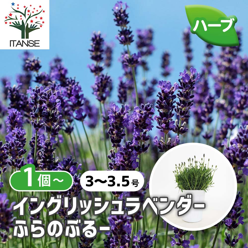 イングリッシュラベンダーの苗 ふらのぶるー (ふらのブルー)【ハーブの
