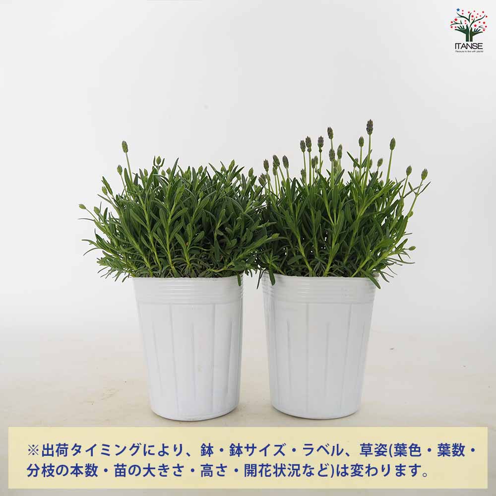 イングリッシュラベンダーの苗 ふらのぶるー (ふらのブルー)【ハーブの