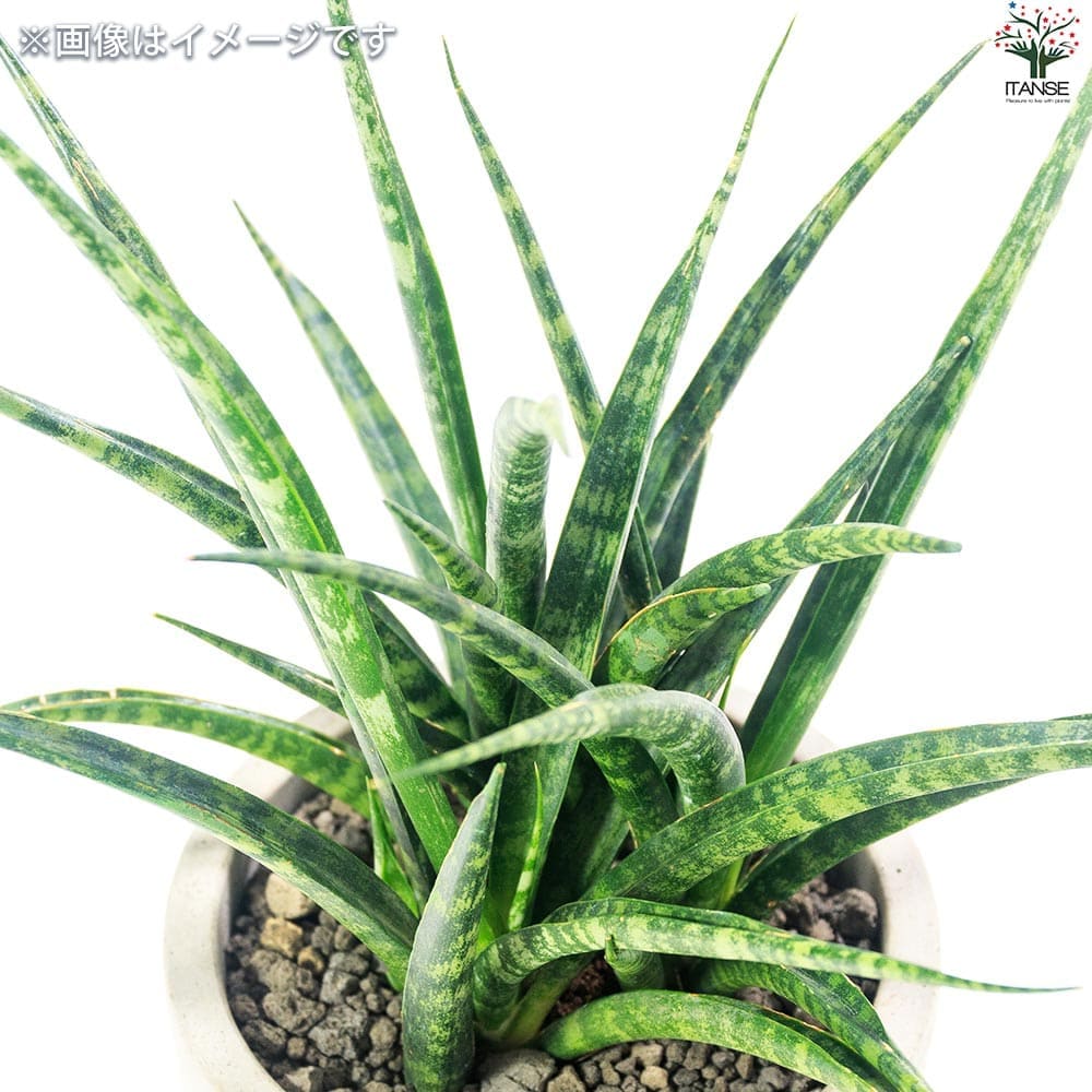 サンスベリア ファーンウッド【観葉植物 3.5号ポット】｜ 【植物の