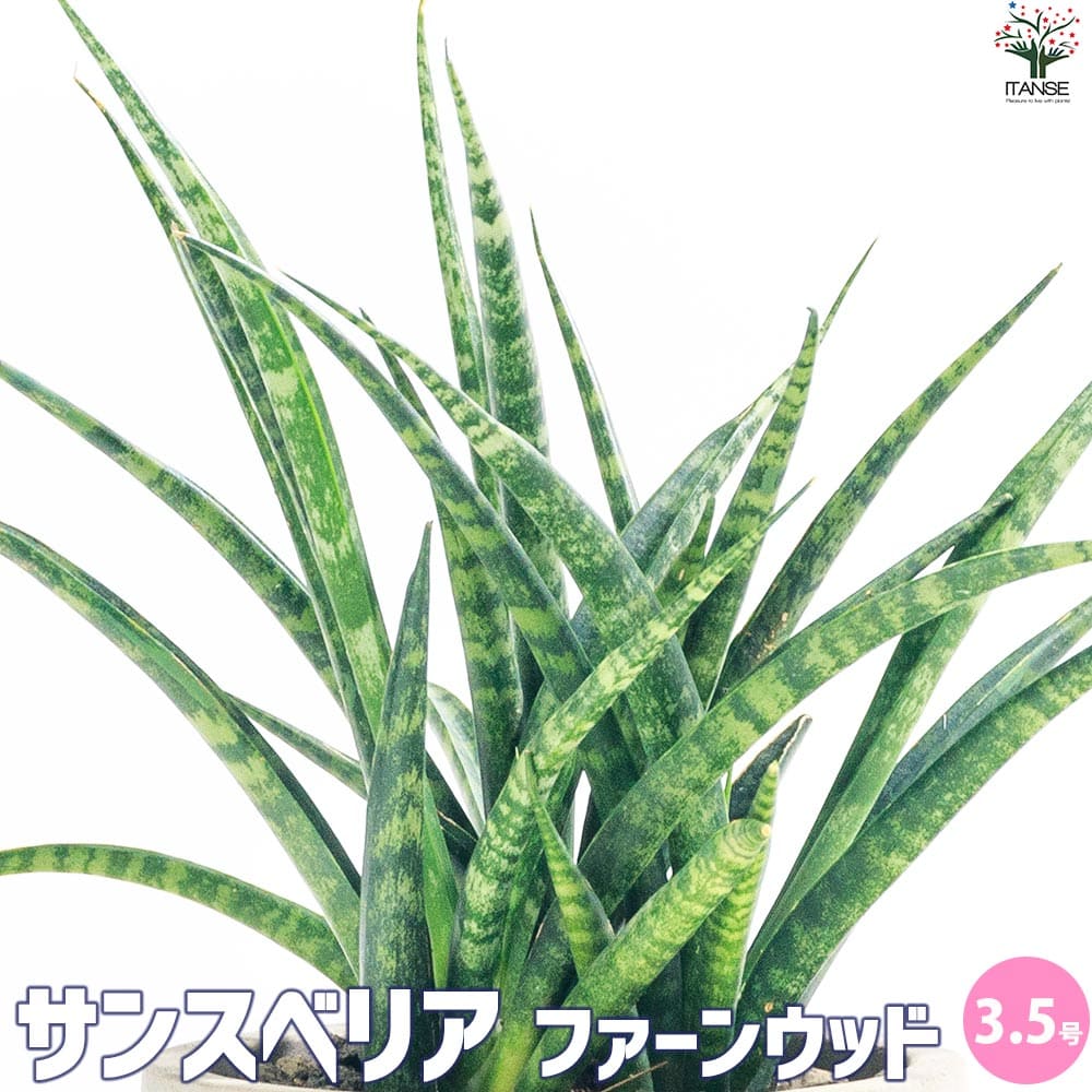 サンスベリア ファーンウッド【観葉植物 3.5号ポット】｜ 【植物の