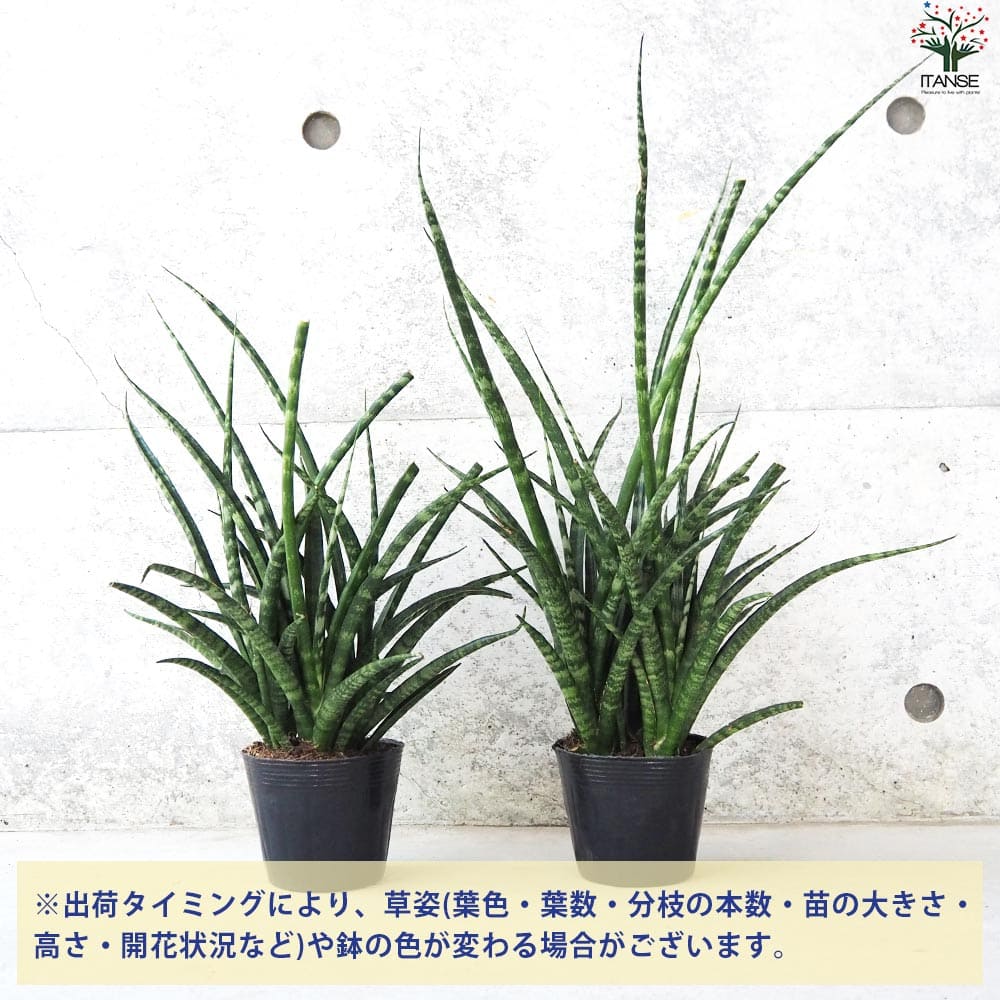サンスベリア ファーンウッド【観葉植物 3.5号ポット】｜ 【植物の