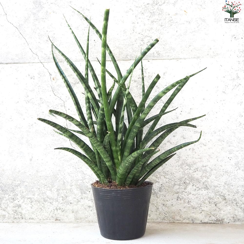 サンスベリア ファーンウッド【観葉植物 3.5号ポット】｜ 【植物の