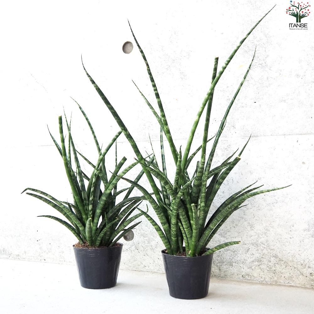 サンスベリア ファーンウッド【観葉植物 3.5号ポット】｜ 【植物の