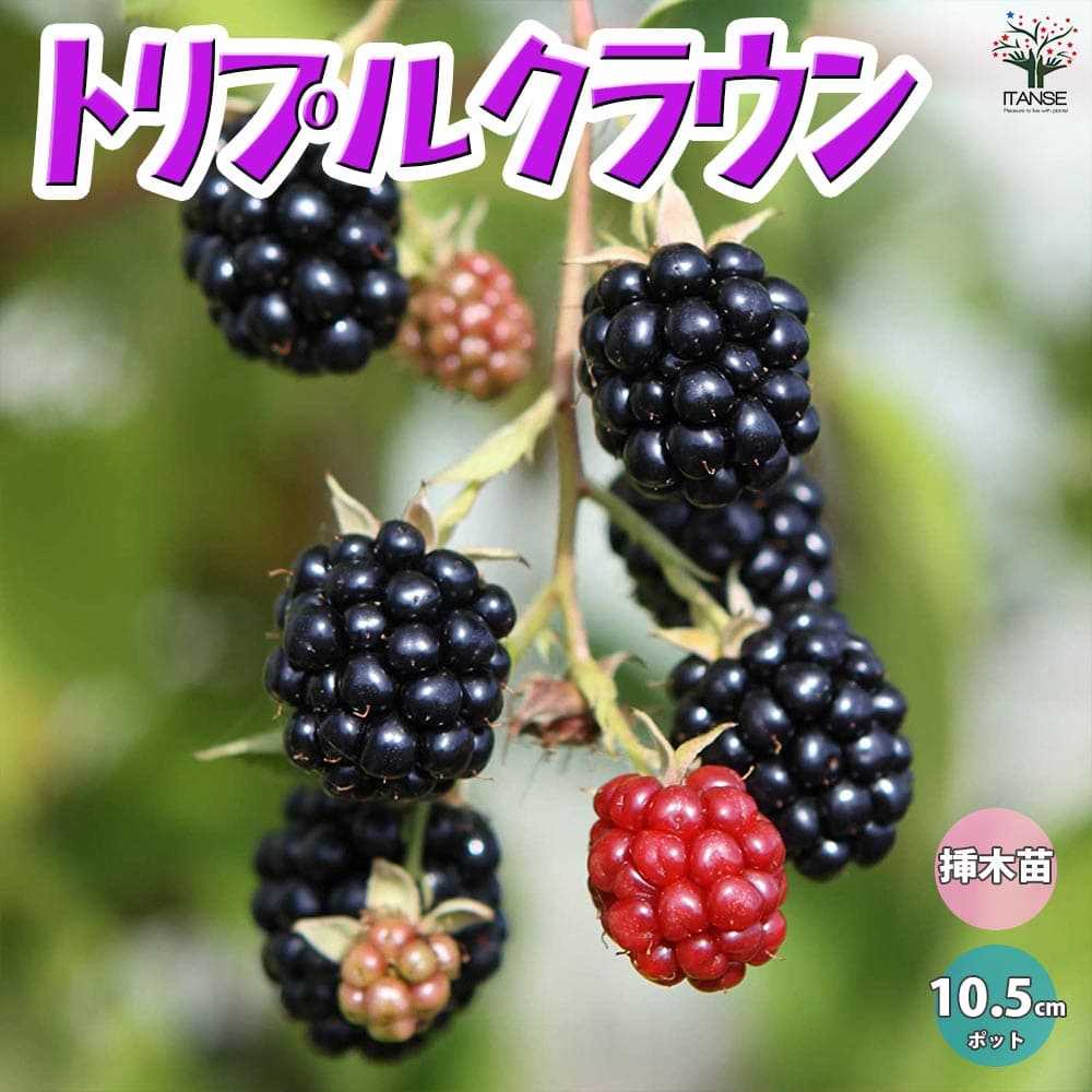 ブラックベリー　苗　1株 ブラックベリーの苗木 トリプルクラウン【果樹苗 1年生 挿木苗10.5cm