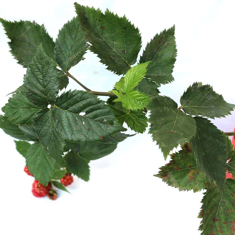 ブラックベリーの苗木 トリプルクラウン【果樹苗 1年生 挿木苗10.5cm