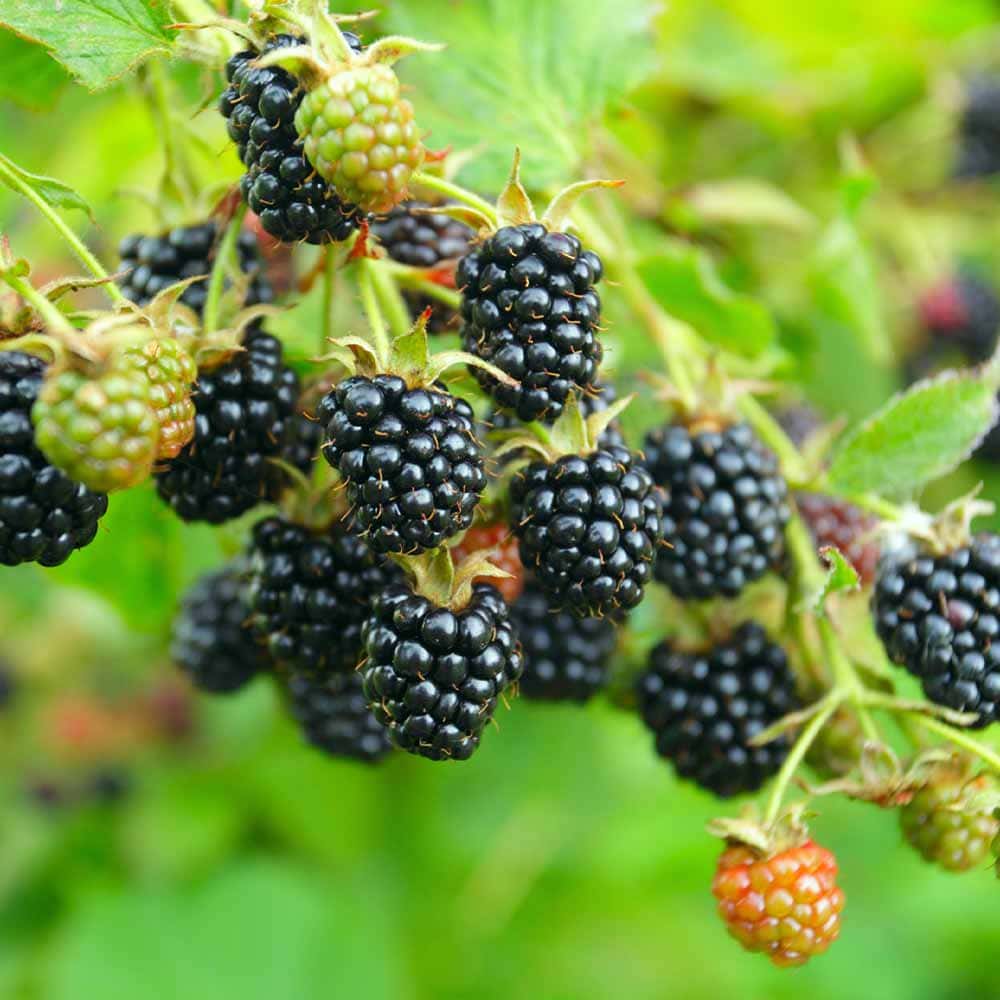 ブラックベリーの苗木 トリプルクラウン【果樹苗 1年生 挿木苗10.5cm