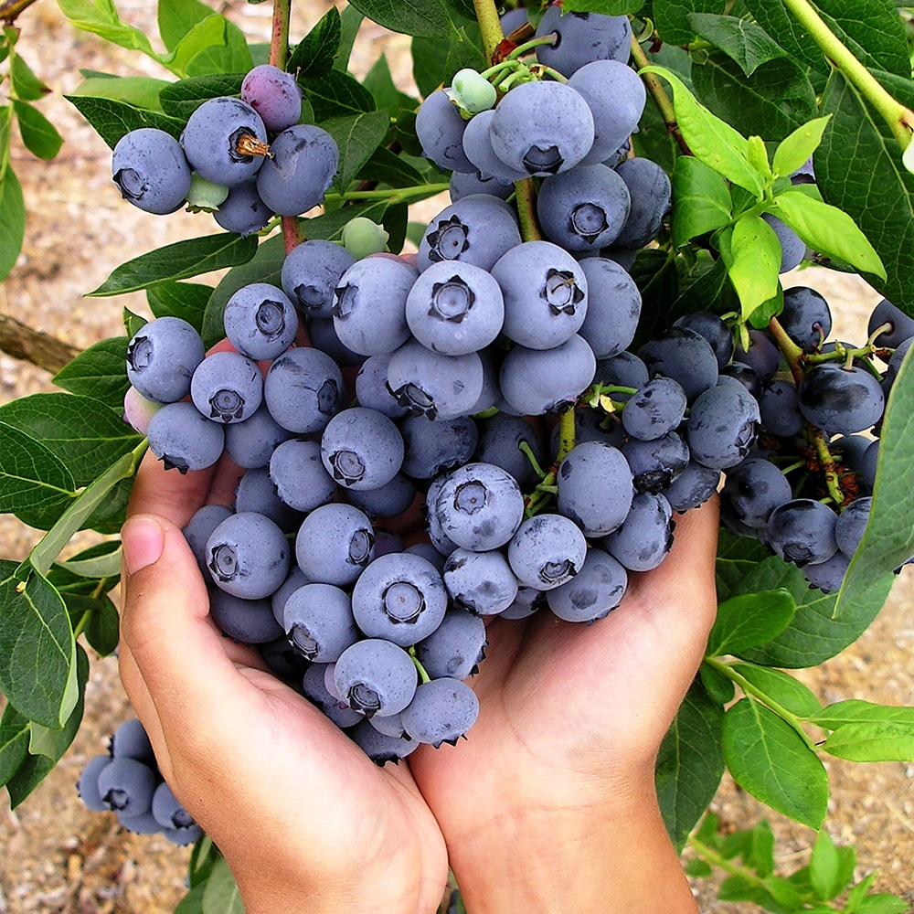 ブルークロップ」人気のハイブッシュ系ブルーベリー苗木15cmポット