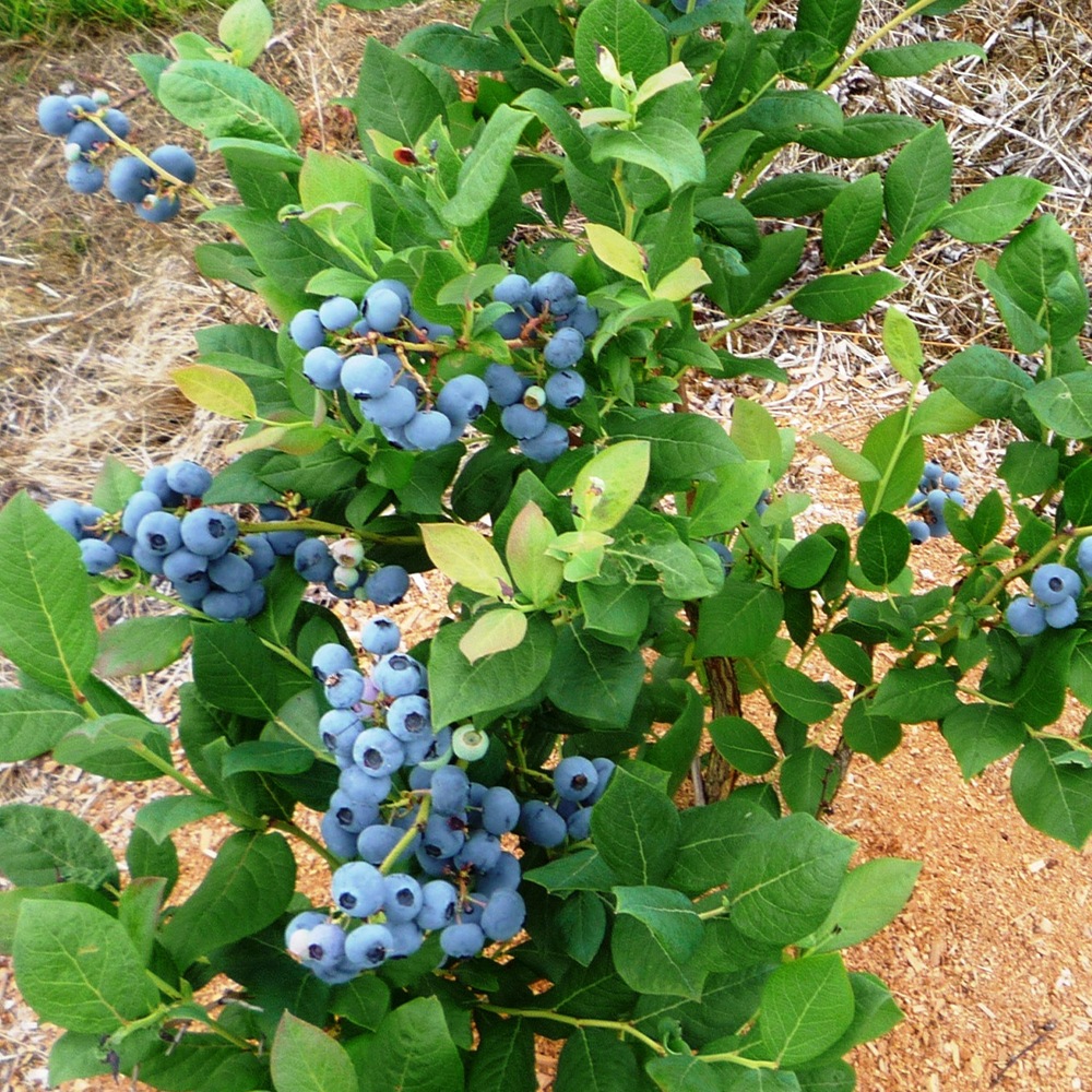 Yosh　ブルーベリー苗木 Announcement] Blueberry seedlings are now on sale for fall 2024