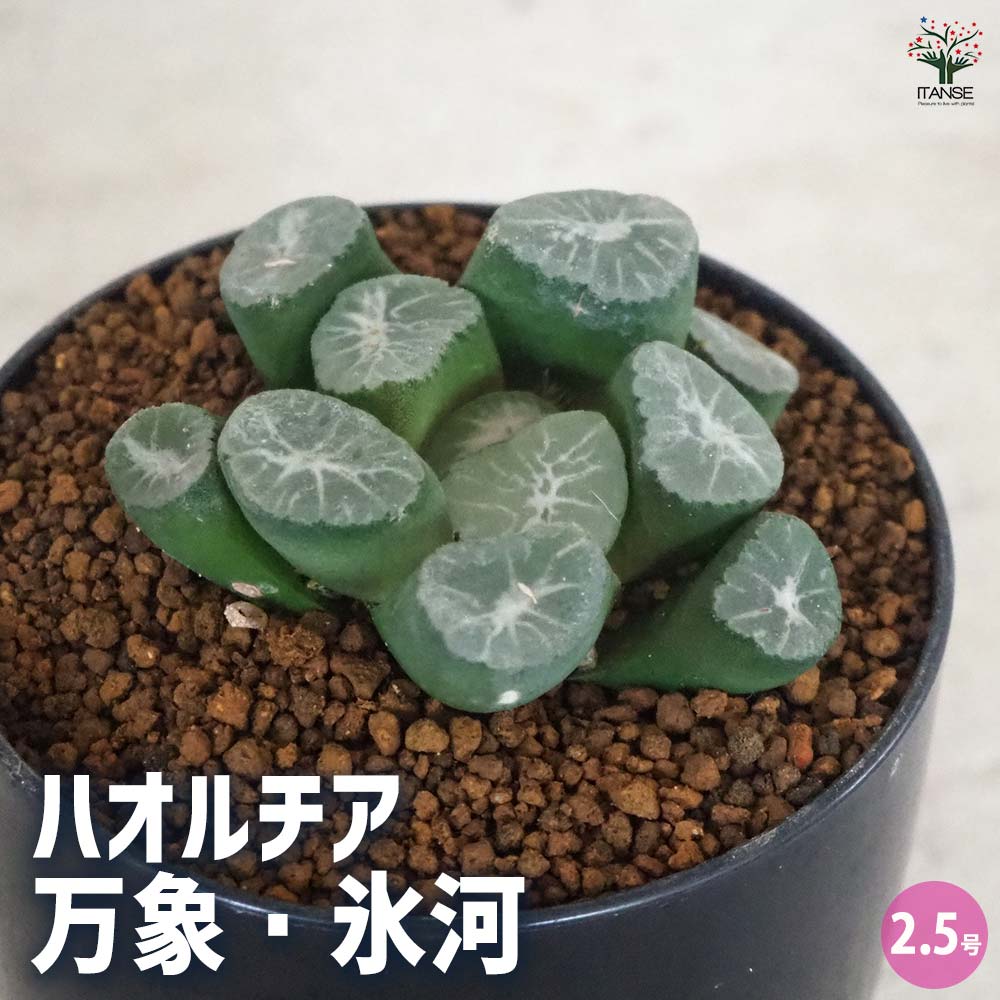 ハオルチア(赤) 万象・氷河 【多肉植物 2.5号ポット／1個売り