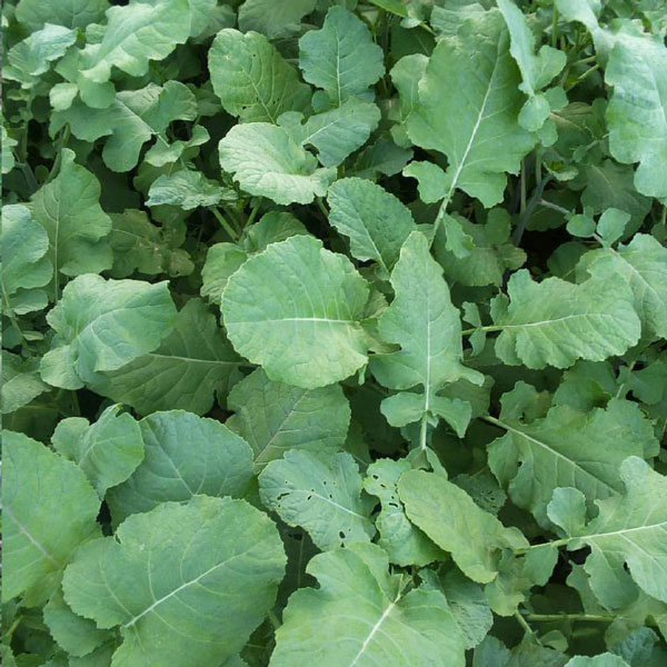 「ポルトガルケールの苗 お買い得3個セット」【野菜苗9cmポットお買い得3個セット】