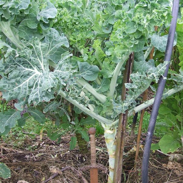 「ポルトガルケールの苗 お買い得3個セット」【野菜苗9cmポットお買い得3個セット】