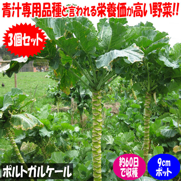 「ポルトガルケールの苗 お買い得3個セット」【野菜苗9cmポットお買い得3個セット】