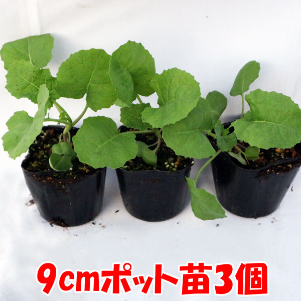 「ポルトガルケールの苗 お買い得3個セット」【野菜苗9cmポットお買い得3個セット】